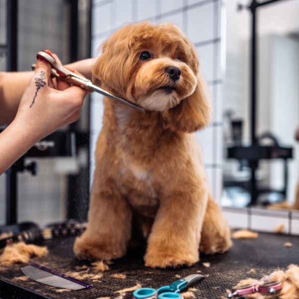Groomer trimming a small brown dog on a grooming table.