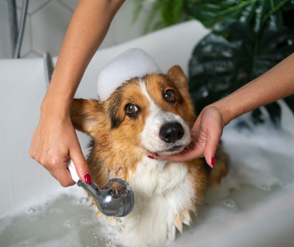 Bath and brushing service