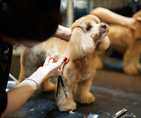 Full grooming service