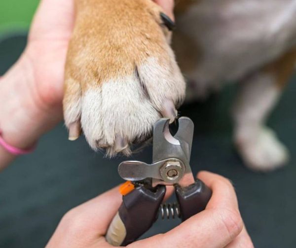 Nail trimming service